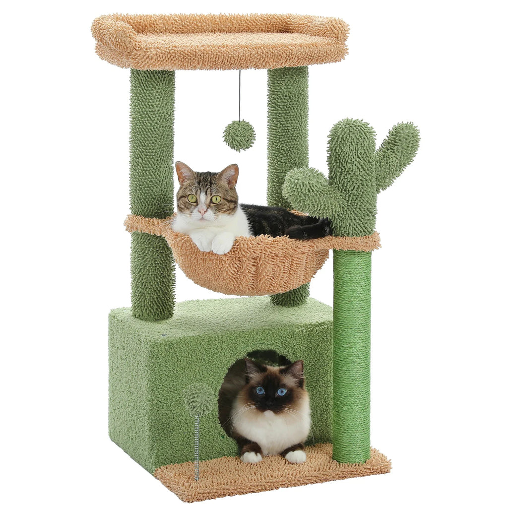 Arbre à chat <br> petit cactus