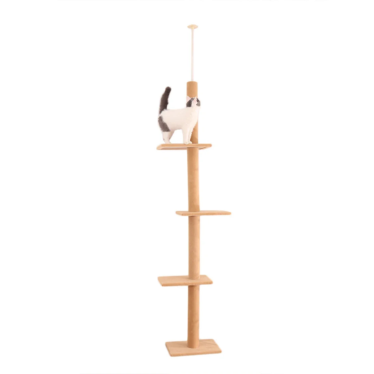 Arbre à chat <br> plafond bois